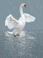 pic for swan n rain